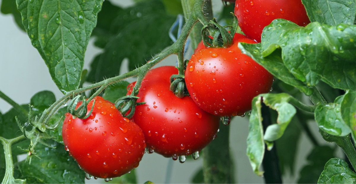 Tomatoes Growing